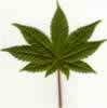 marijuana_leaf_pics