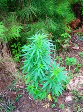 marijuanaplant